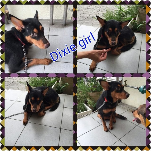 Dixie - Mixed Breed Dog