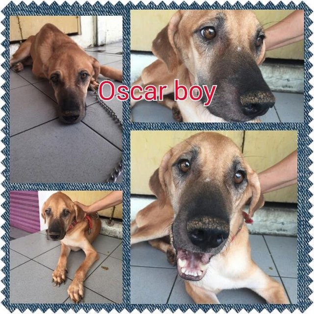 Oscar - Mixed Breed Dog