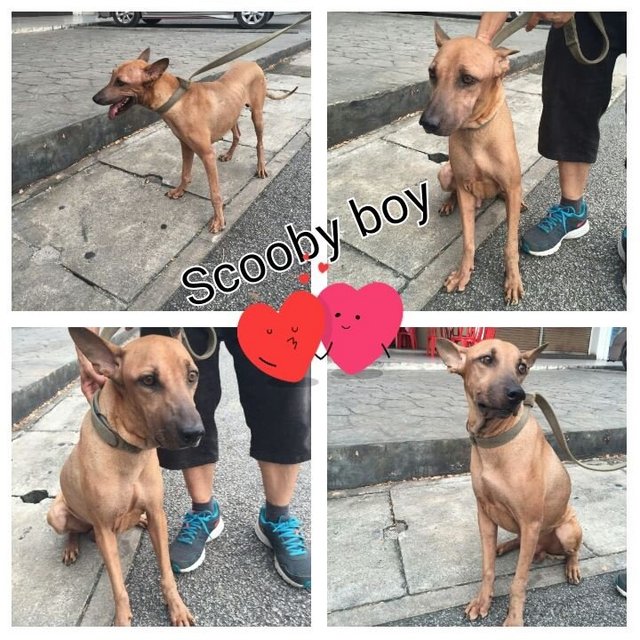 Scooby - Mixed Breed Dog