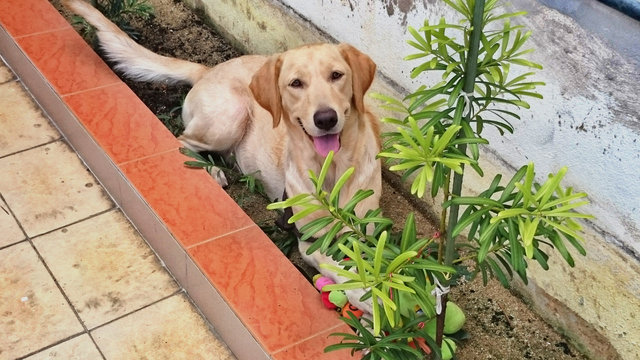 Wawa - Labrador Retriever Dog