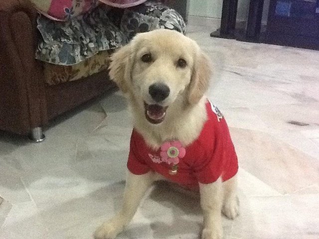 Jessy (Golden Retriever)  - Golden Retriever Dog