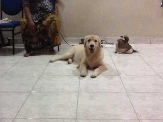 Jessy (Golden Retriever)  - Golden Retriever Dog