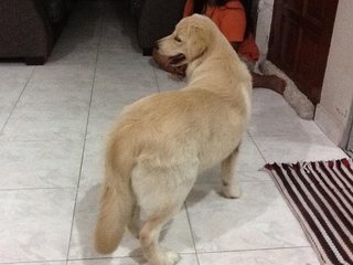 Jessy (Golden Retriever)  - Golden Retriever Dog