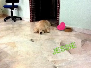 Jessy (Golden Retriever)  - Golden Retriever Dog