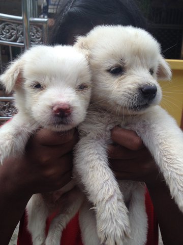 Little Dot - Mixed Breed Dog