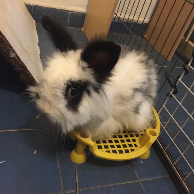 Lion - Angora Rabbit + Lionhead Rabbit