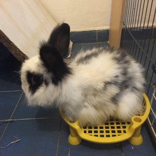 Lion - Angora Rabbit + Lionhead Rabbit