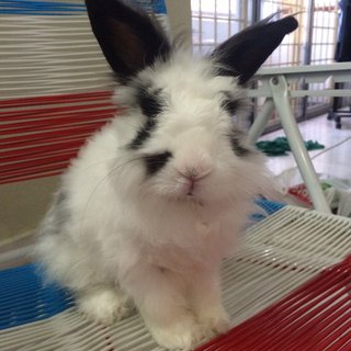 Lion - Angora Rabbit + Lionhead Rabbit