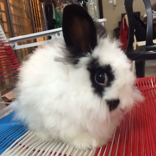 Lion - Angora Rabbit + Lionhead Rabbit