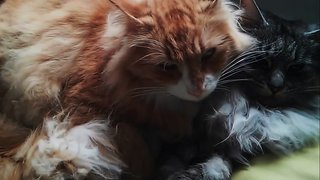 Hui Pow And Huang Pow - Maine Coon Cat