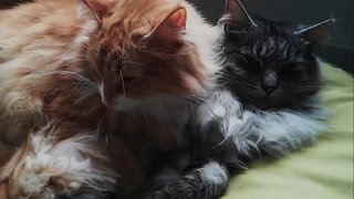 Hui Pow And Huang Pow - Maine Coon Cat