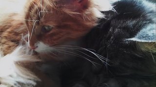 Hui Pow And Huang Pow - Maine Coon Cat