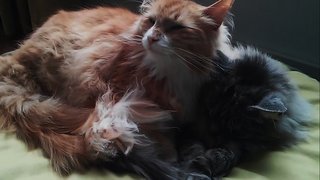 Hui Pow And Huang Pow - Maine Coon Cat