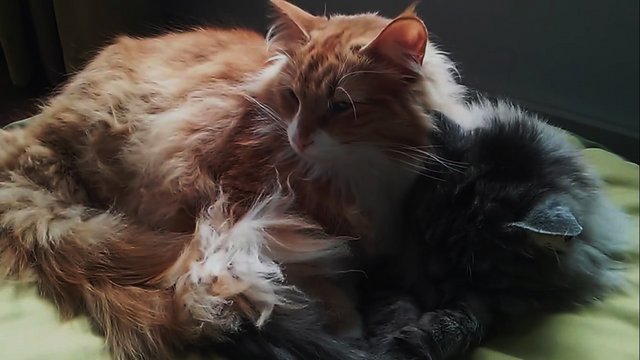 Hui Pow And Huang Pow - Maine Coon Cat