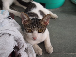 Mii Chan And Small Small - Domestic Short Hair + American Shorthair Cat