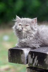 Akina - Persian Cat