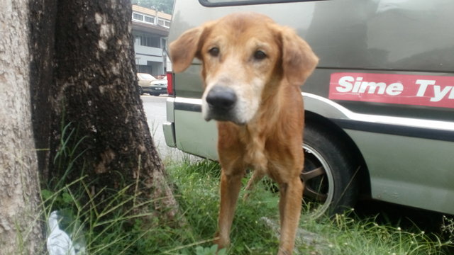 PF71817 - Golden Retriever Mix Dog