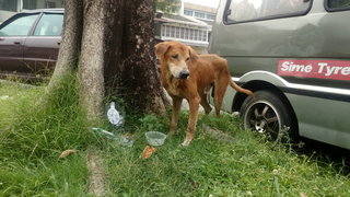 PF71817 - Golden Retriever Mix Dog