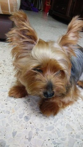 Lucy  - Silky Terrier Dog