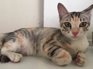 Manja - Calico + Silver Cat