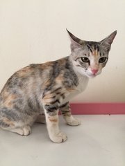 Manja - Calico + Silver Cat