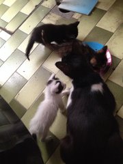 4 Adorable Kittens For Adoption. - Domestic Short Hair Cat