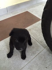 Black with a white strip on the neck that looks like it's wearing a collar. Male