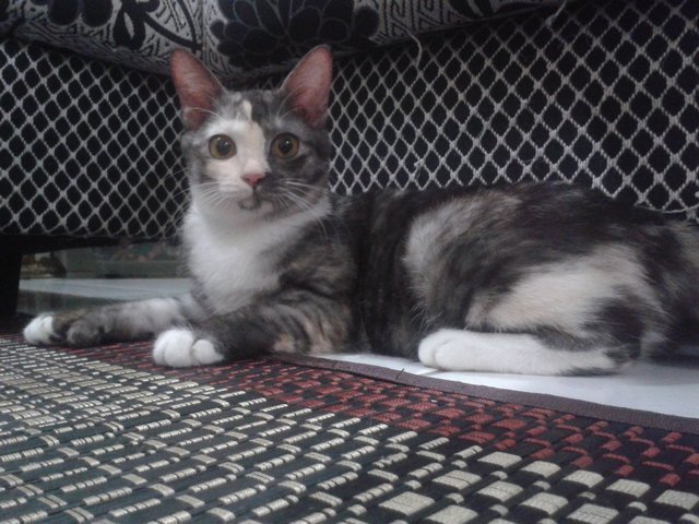 Ceceq A.k.a Kakak - Domestic Medium Hair Cat