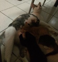 Morher Cat and Babies