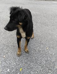 Aust Kelpie Mixed - Australian Kelpie Mix Dog