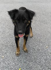 Aust Kelpie Mixed - Australian Kelpie Mix Dog