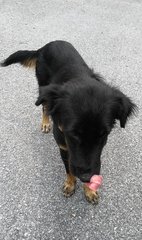 Aust Kelpie Mixed - Australian Kelpie Mix Dog