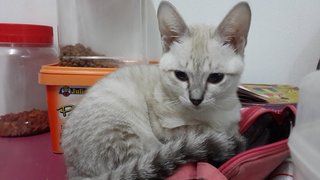 Yurei (Pls Read Description) - Domestic Short Hair Cat