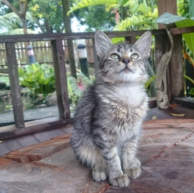 Butang - Tabby Cat