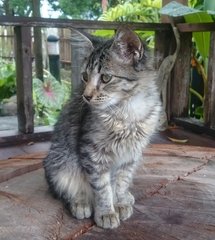 Butang - Tabby Cat