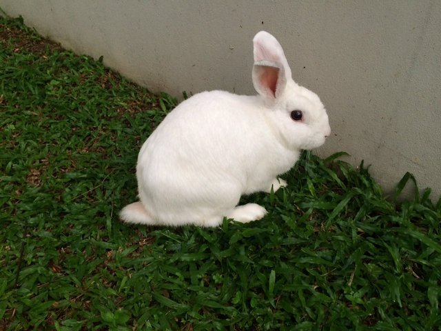 Snowball - Florida White Rabbit