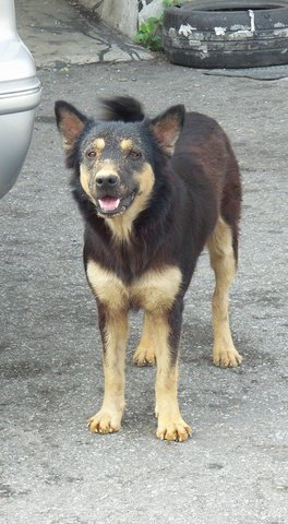 Sasa  - Mixed Breed Dog