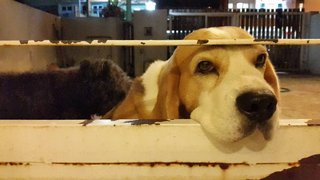 Max - Beagle Dog