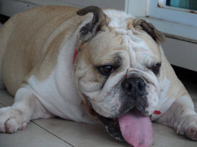 Marble - English Bulldog Dog