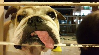 Marble - English Bulldog Dog