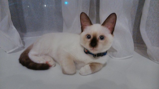 Snowy - Siamese Cat