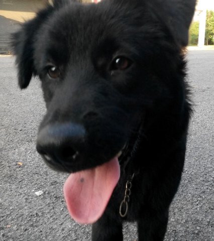 Jet Black - Mixed Breed Dog