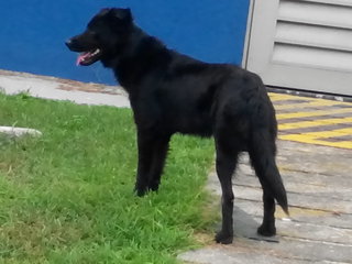 Jet Black - Mixed Breed Dog