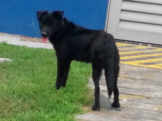 Jet Black - Mixed Breed Dog