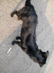 Jet Black - Mixed Breed Dog