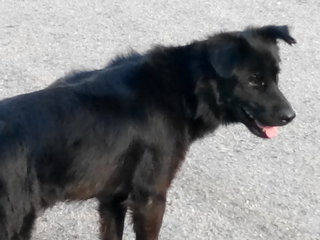 Jet Black - Mixed Breed Dog