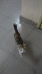 - - Domestic Short Hair Cat