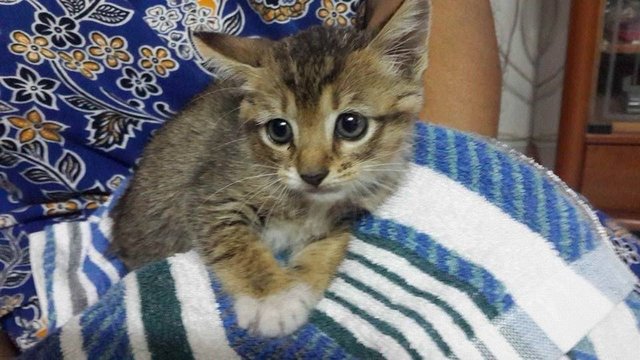 Cute Lil Kitty - Oriental Short Hair Cat