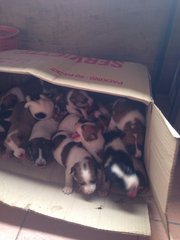 20 Little Puppies - Mixed Breed Dog