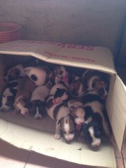 20 Little Puppies - Mixed Breed Dog